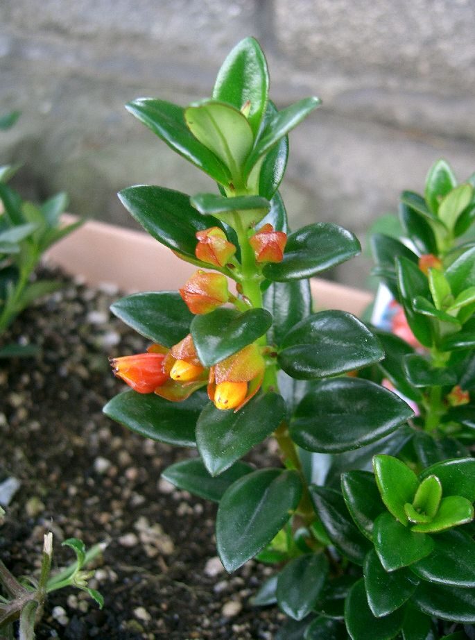 Нематантус (Nematanthus) — внешний вид растения