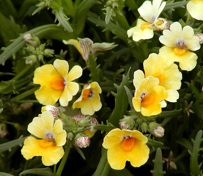 Немезия (Nemesia) — внешний вид растения