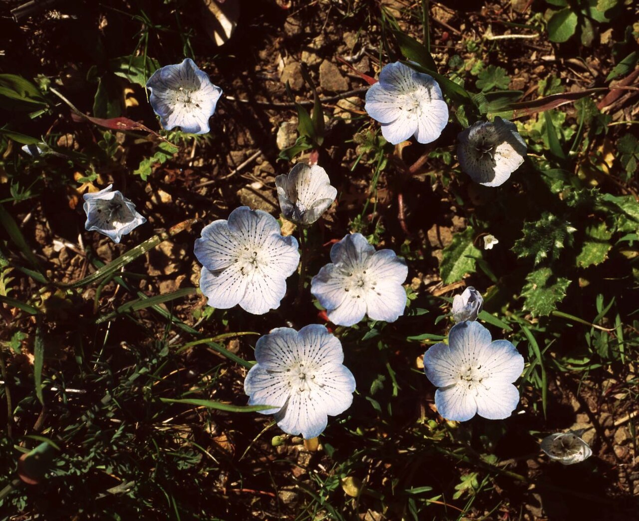 Немофила (Nemophila) — внешний вид растения