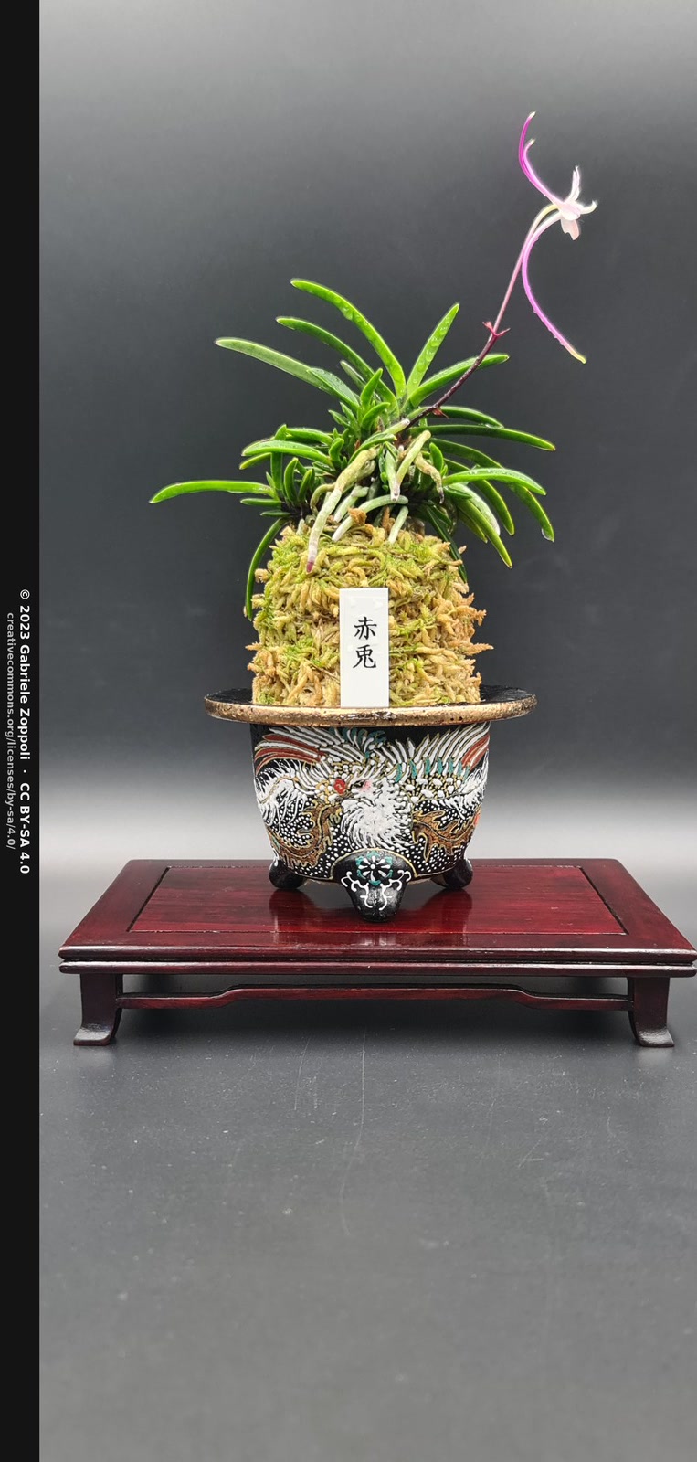 Неофинетия серповидная (Neofinetia falcata) в традиционном керамическом горшке фууран