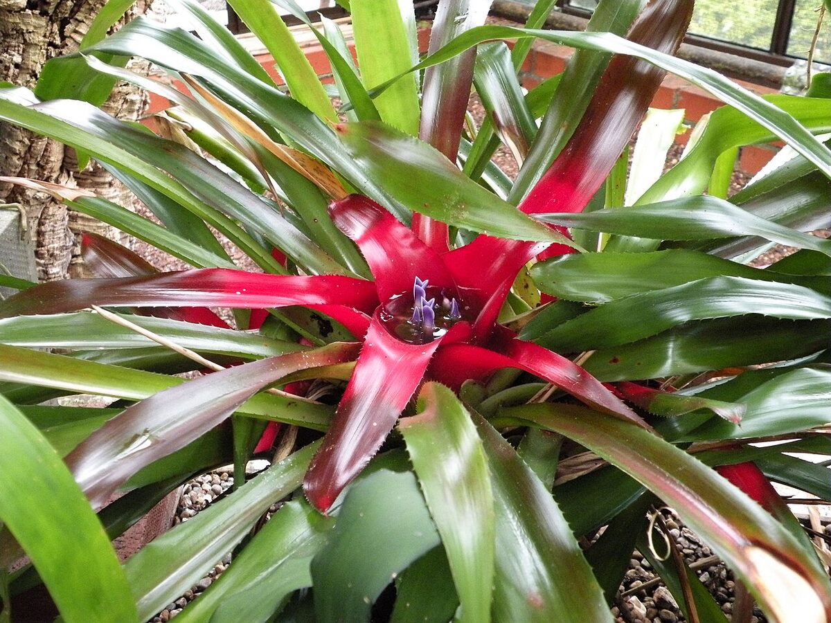 Неорегелия (Neoregelia) — внешний вид растения