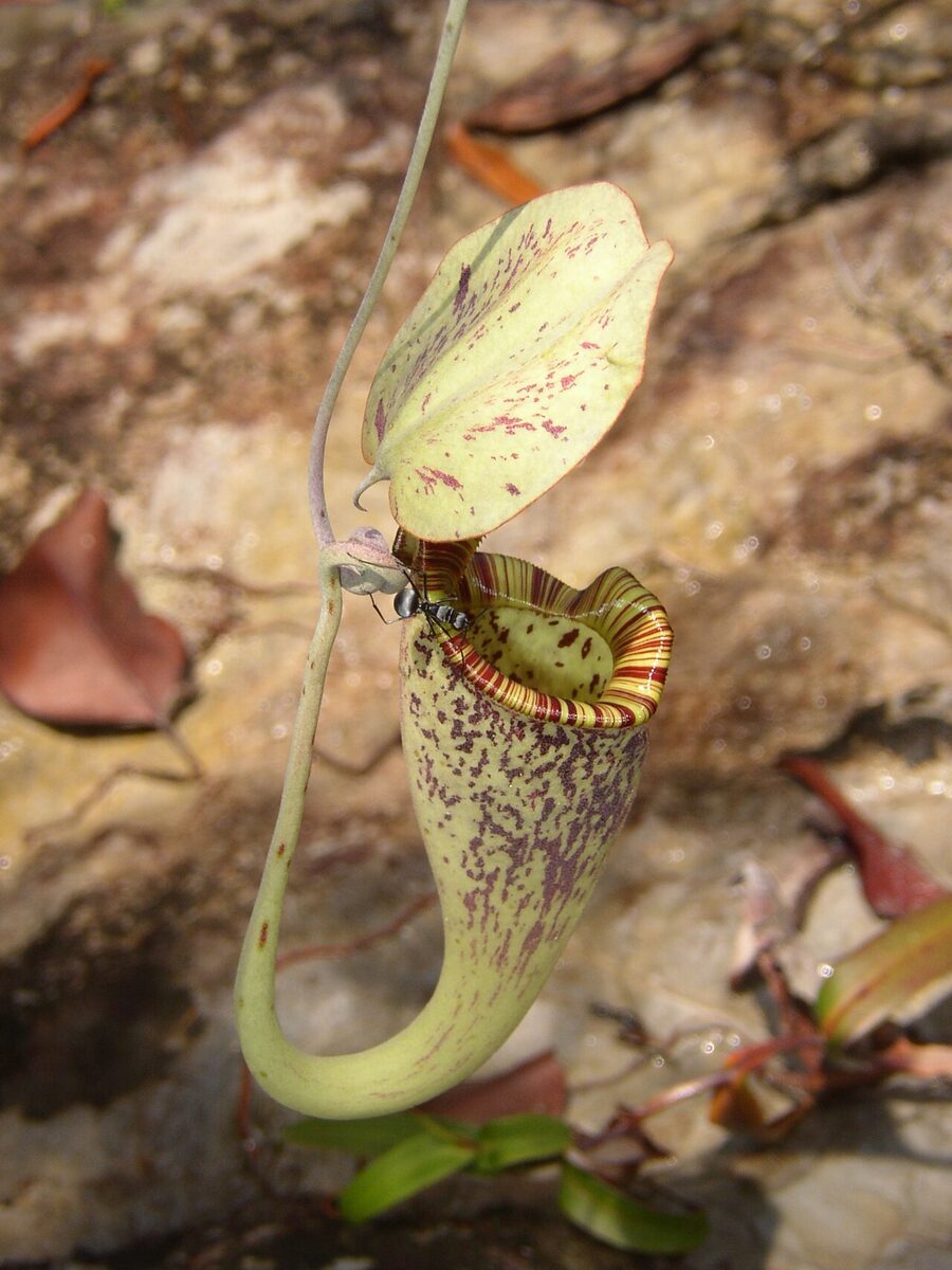 Непентес (Nepenthes) — внешний вид растения