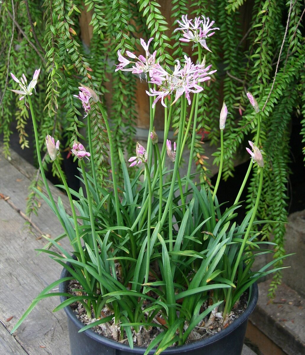 Нерине (Nerine) — внешний вид растения