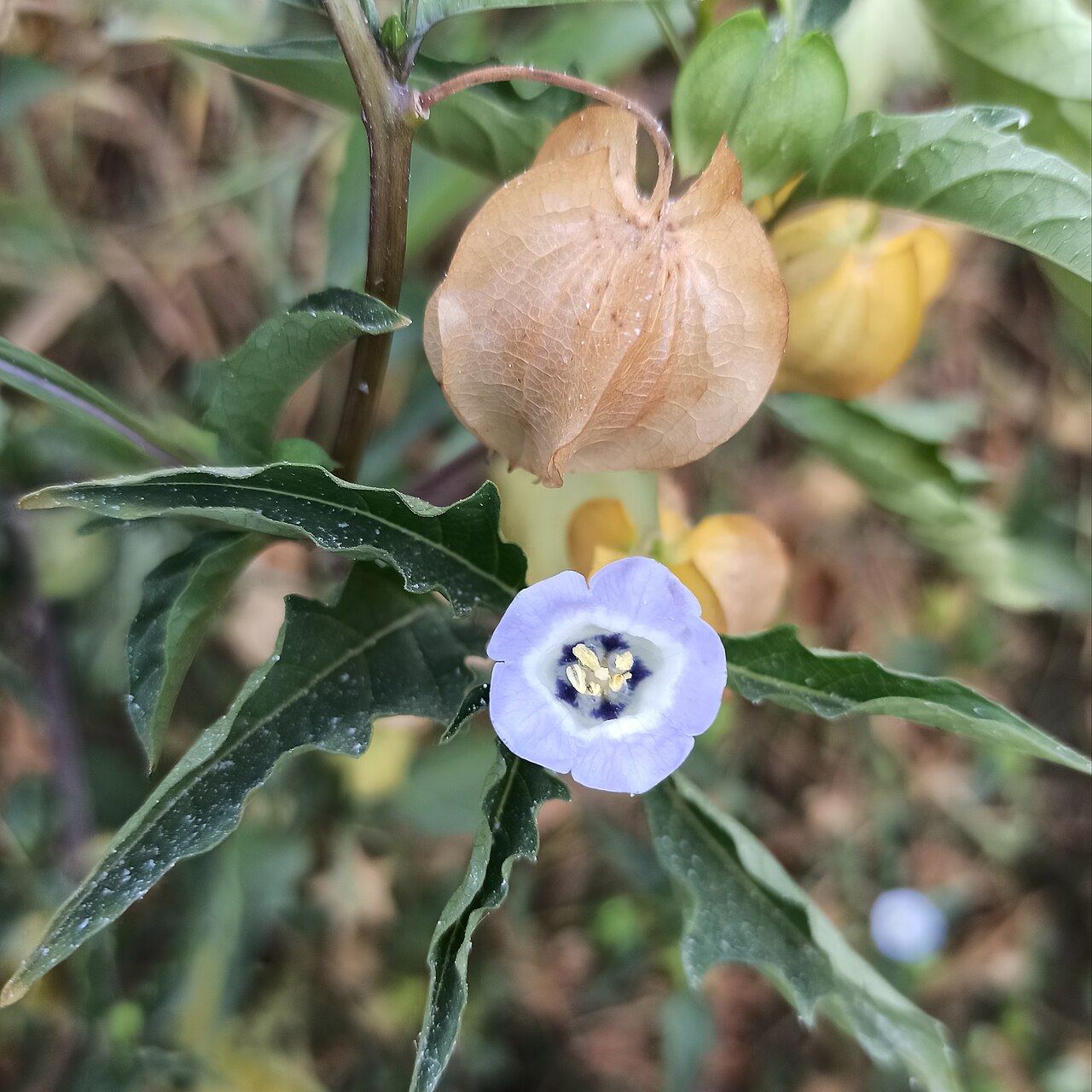 Никандра (Nicandra physalodes) — внешний вид растения