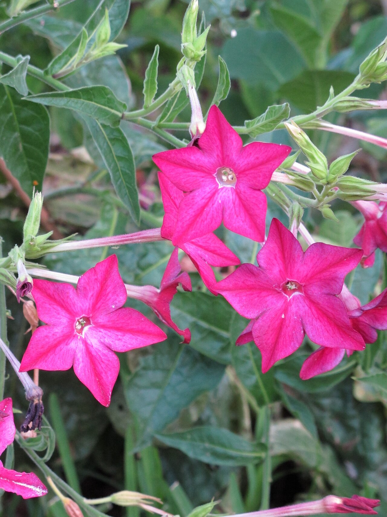 Душистый табак (Nicotiana alata) — внешний вид растения