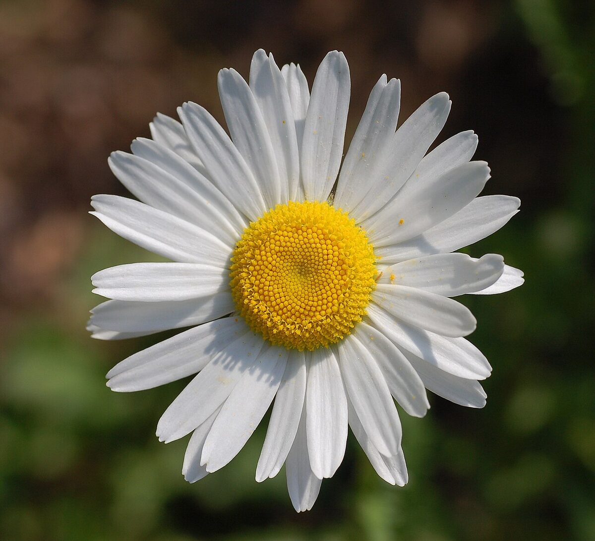 Нивяник (Leucanthemum) — внешний вид растения