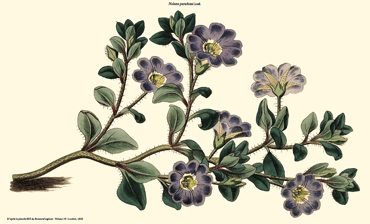 Нолана (Nolana paradoxa) — внешний вид растения