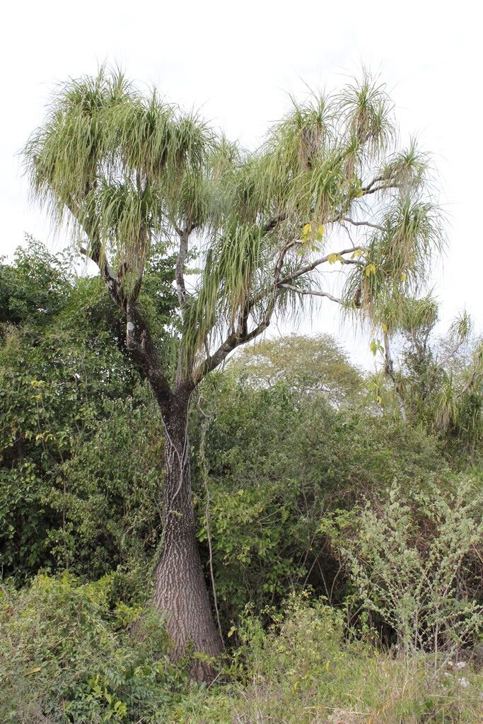 Нолина (бокарнея) (Beaucarnea recurvata) — внешний вид растения