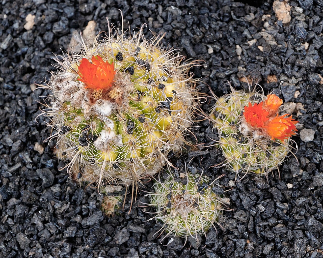 Нотокактус (Notocactus) — внешний вид растения