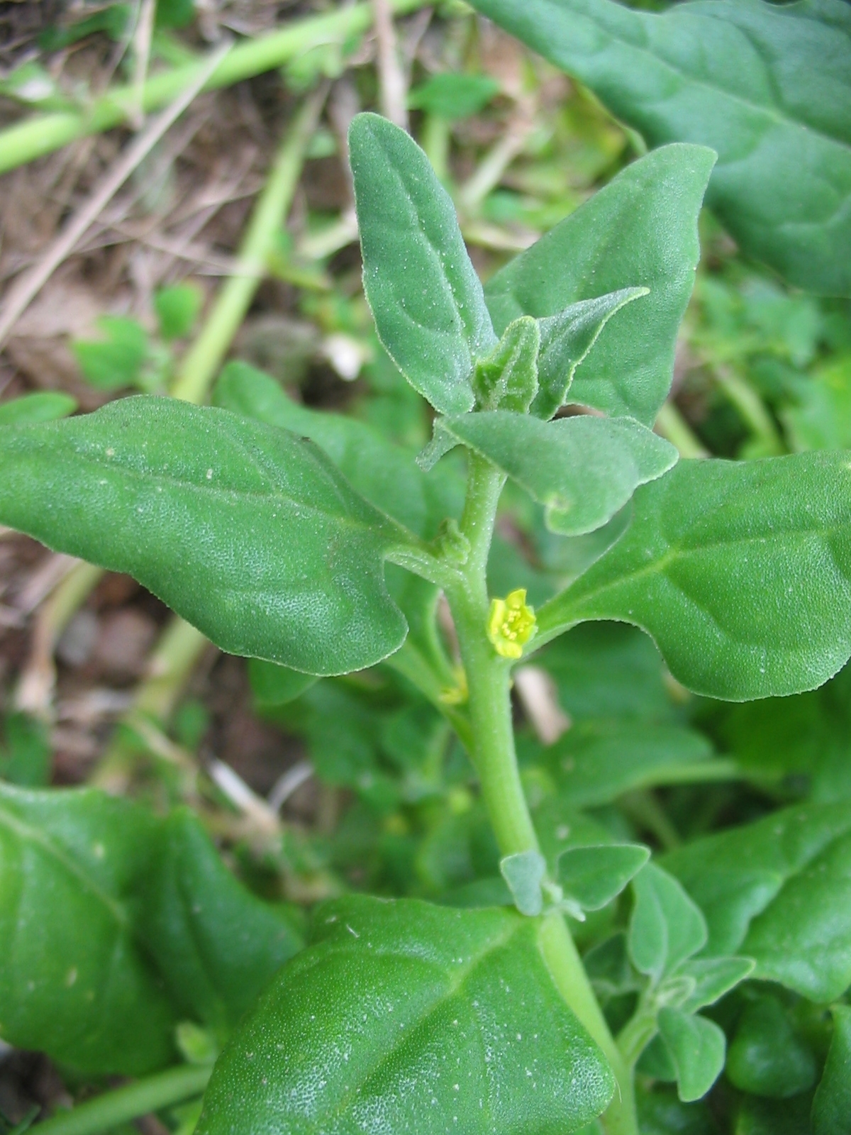 Новозеландский шпинат (Tetragonia tetragonioides) — внешний вид растения