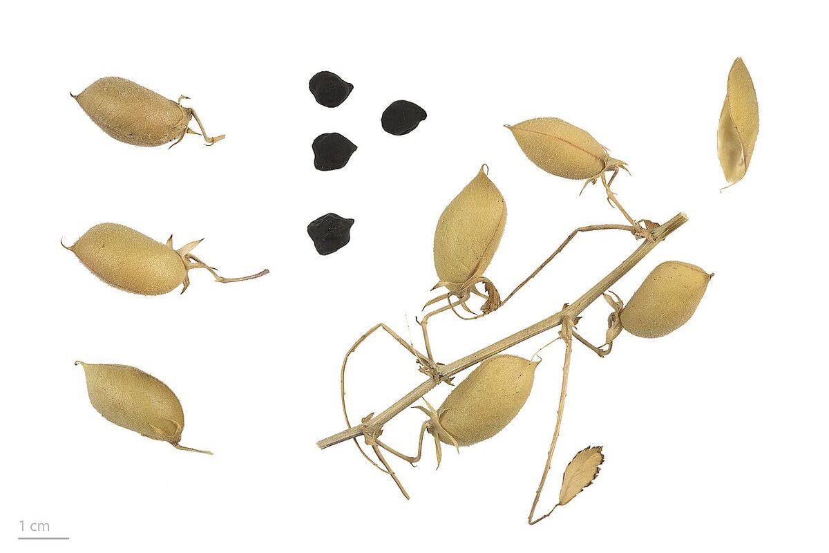 Нут (Cicer arietinum) — внешний вид растения