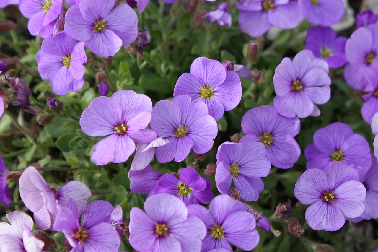 Обриета (Aubrieta) — внешний вид растения