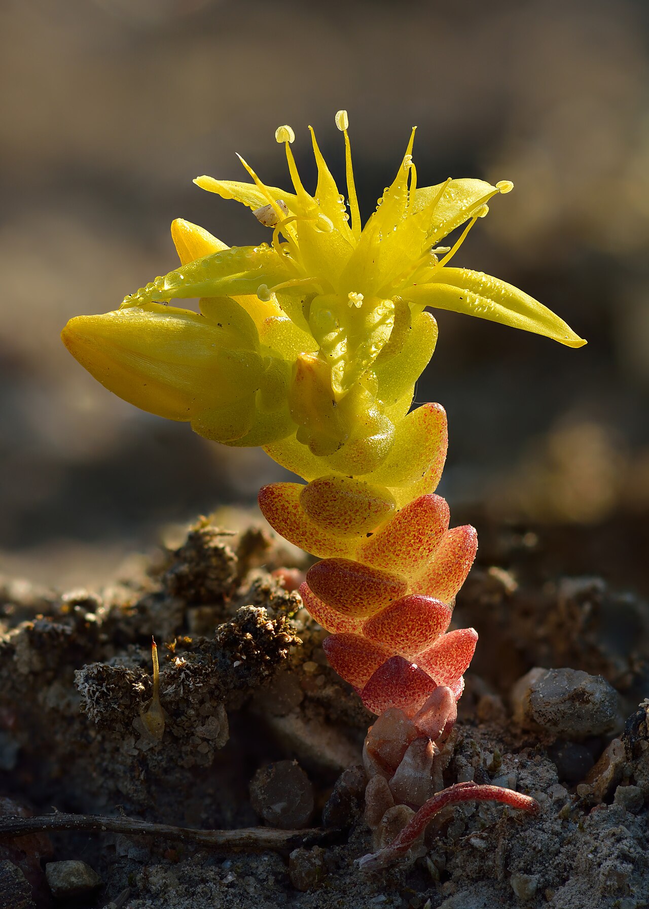 Очиток (Sedum) — внешний вид растения