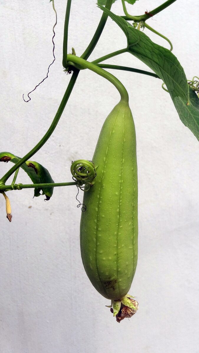 Огурец (Cucumis sativus) — внешний вид растения