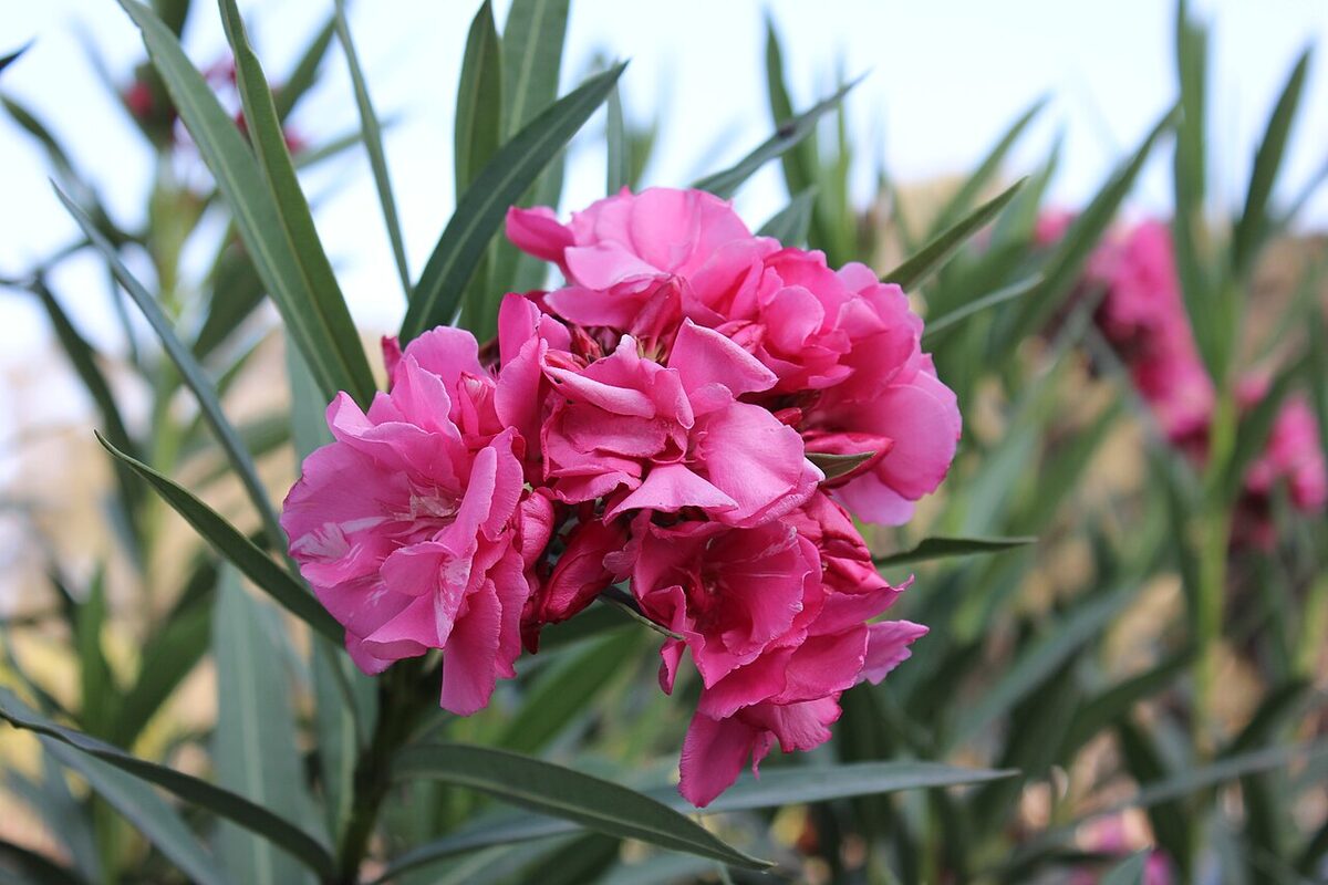 Олеандр (Nerium oleander) — внешний вид растения