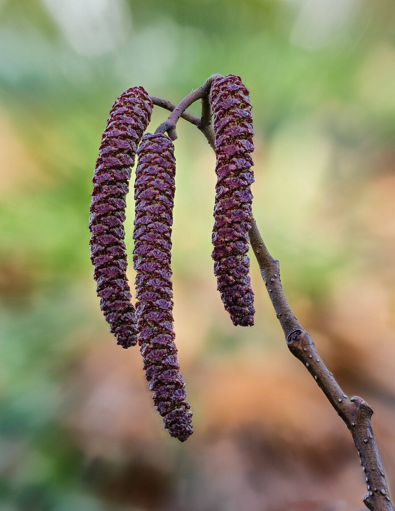 Ольха (Alnus) — внешний вид растения