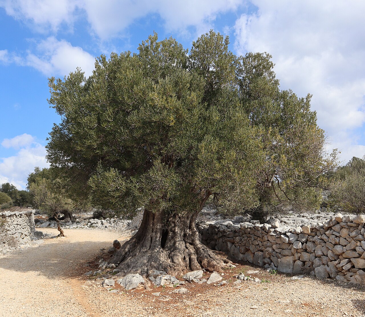 Олива (Olea europaea) — внешний вид растения