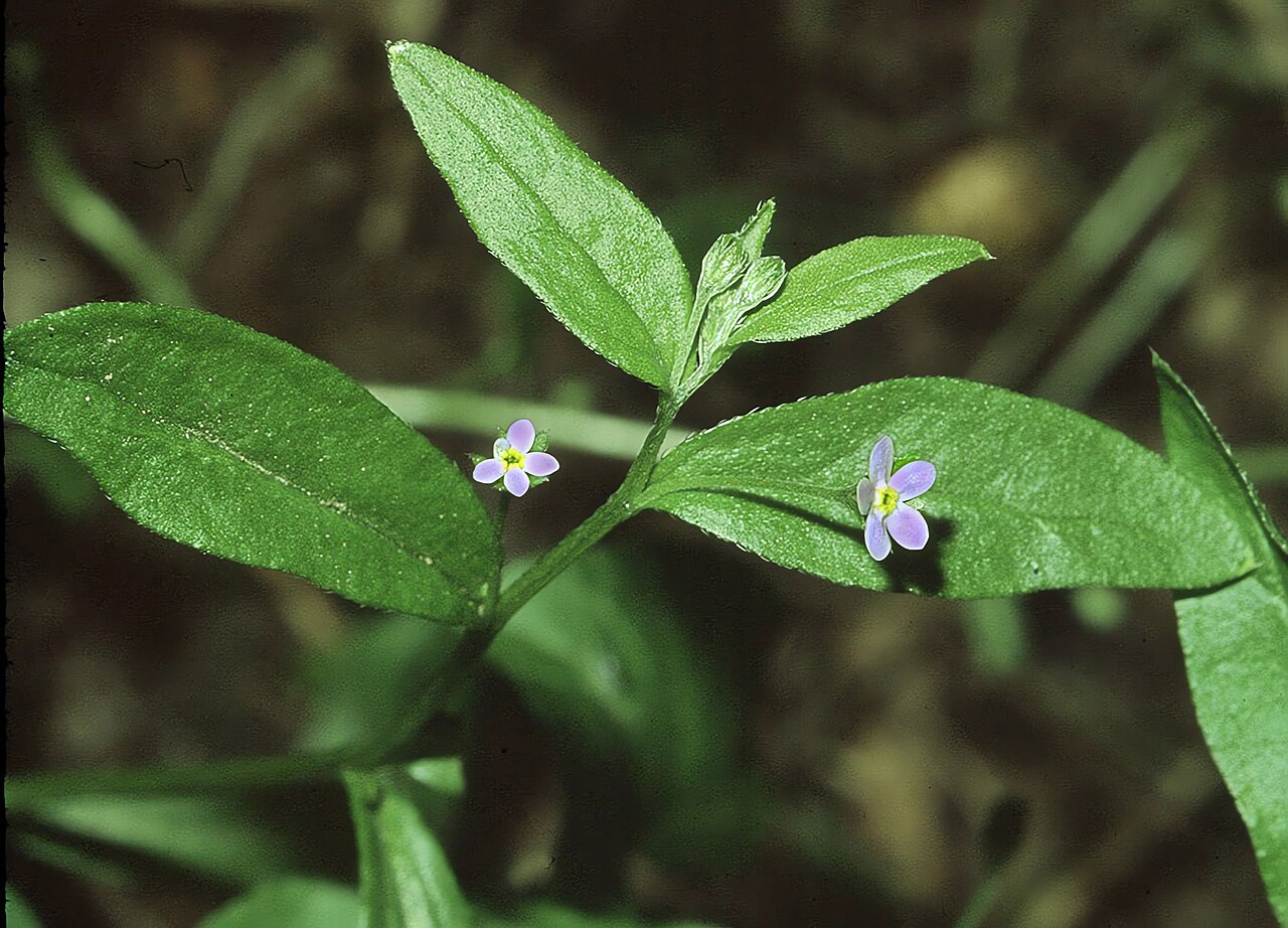 Омфалодес (Omphalodes) — внешний вид растения