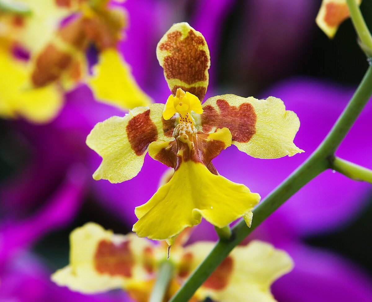 Онцидиум (Oncidium) — внешний вид растения