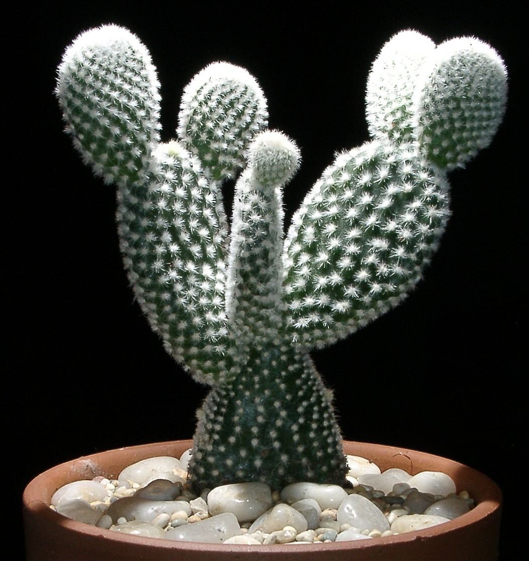 Опунция (Opuntia) — внешний вид растения