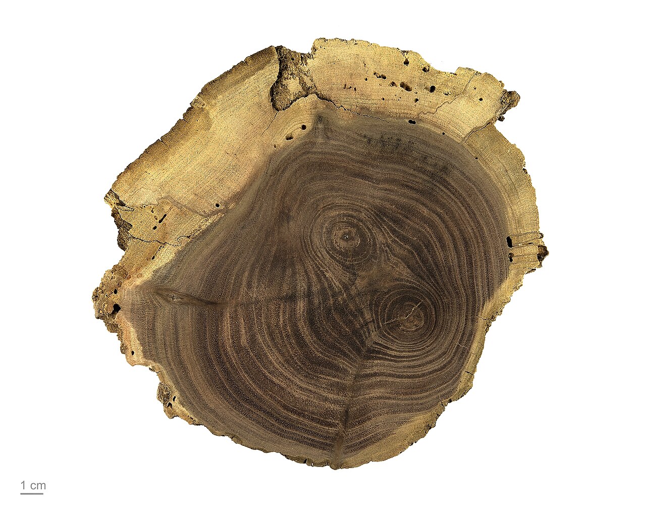 Орех чёрный (Juglans nigra) — внешний вид растения