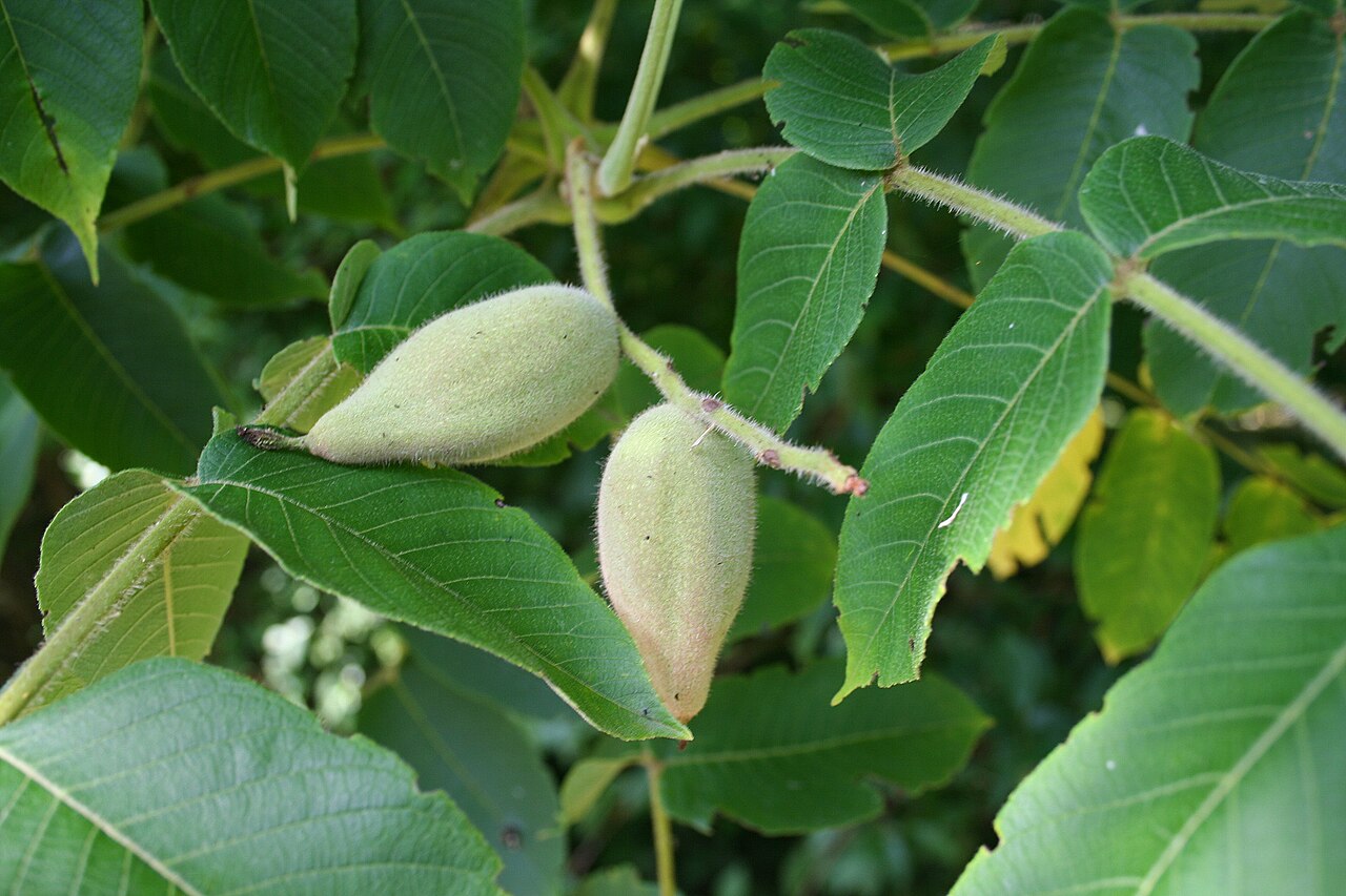 Орех маньчжурский (Juglans mandshurica) — внешний вид растения