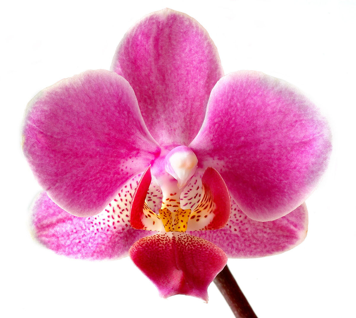 Цветущая орхидея фаленопсис (Phalaenopsis) с розовыми цветками на цветоносе