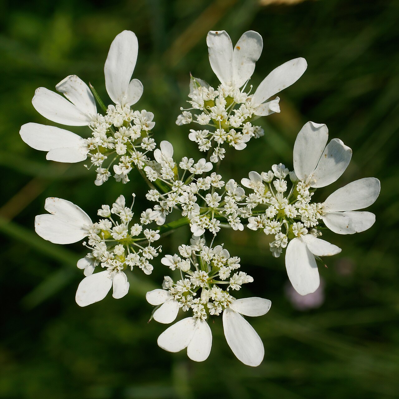 Орлайя (Orlaya grandiflora) — внешний вид растения