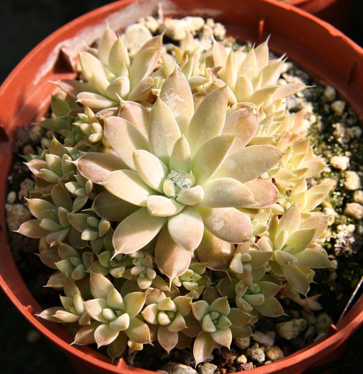 Оростахис (Orostachys) — внешний вид растения