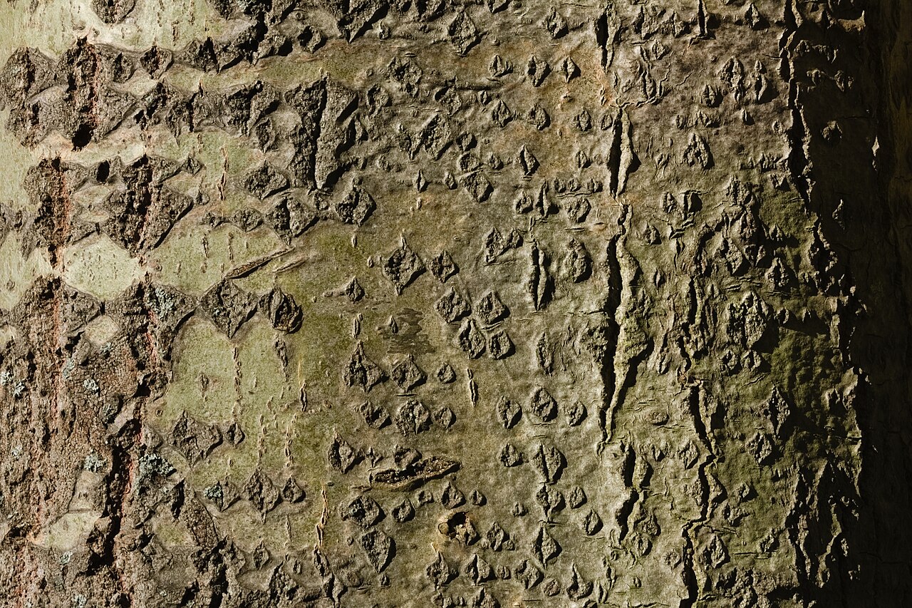 Осина (Populus tremula) — внешний вид растения