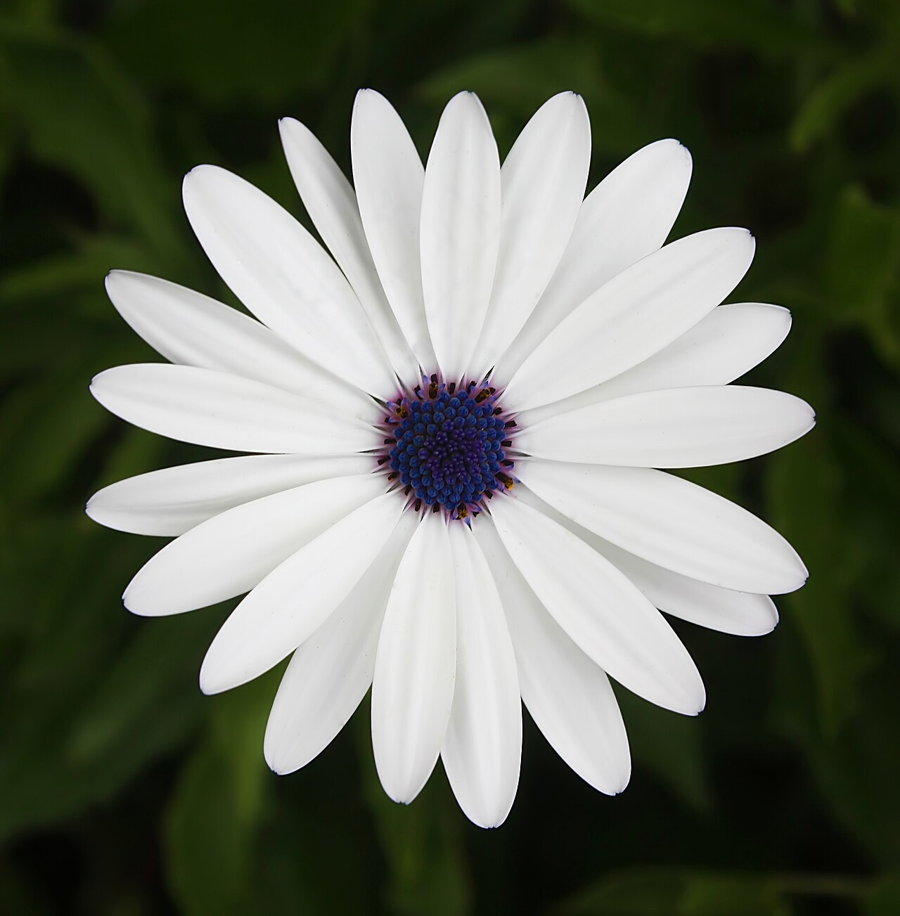 Остеоспермум (Osteospermum) — внешний вид растения