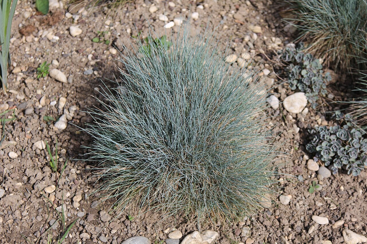 Овсяница (Festuca glauca) — внешний вид растения