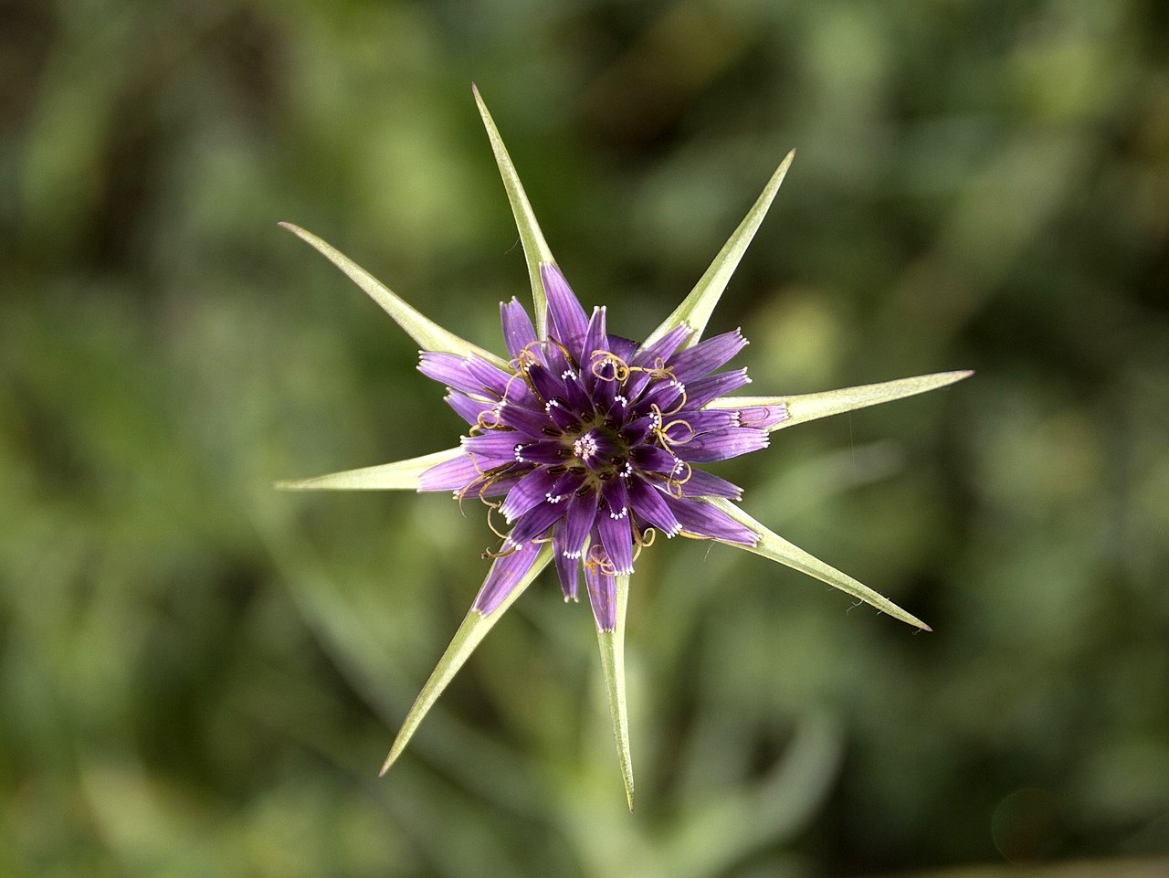 Овсяный корень (Tragopogon porrifolius) — внешний вид растения