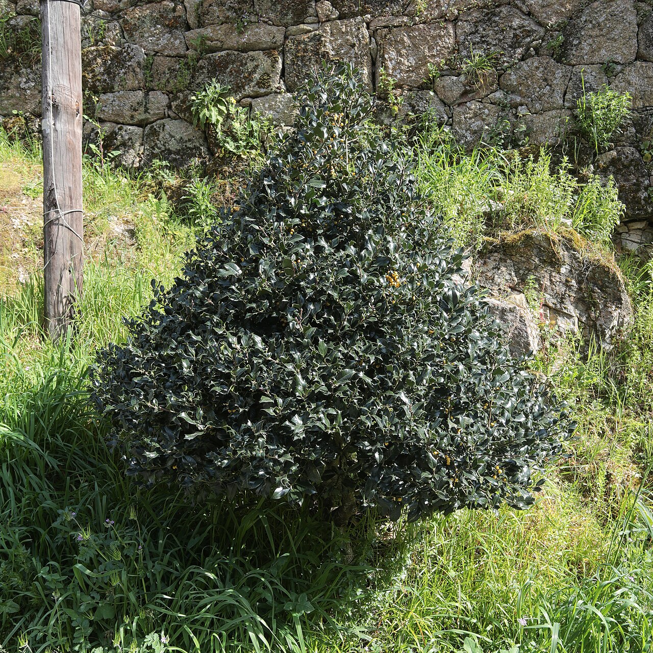 Падуб (Ilex aquifolium) — внешний вид растения