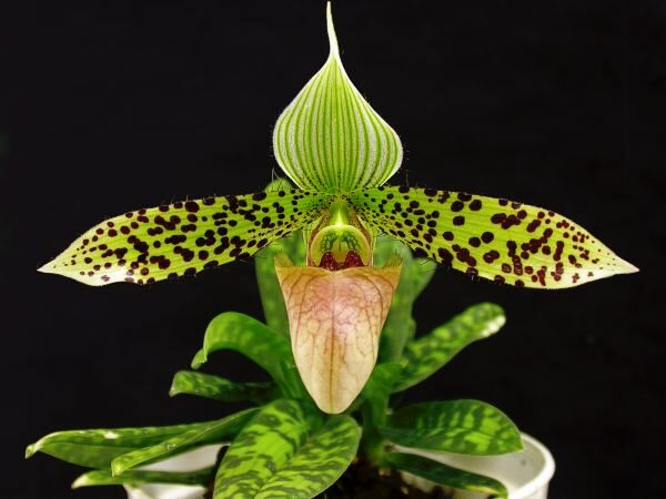 Пафиопедилум (Paphiopedilum) — внешний вид растения