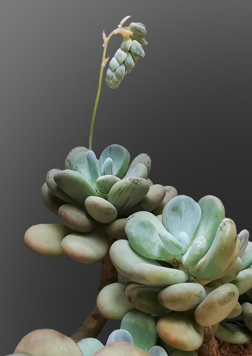 Пахифитум (Pachyphytum) — внешний вид растения