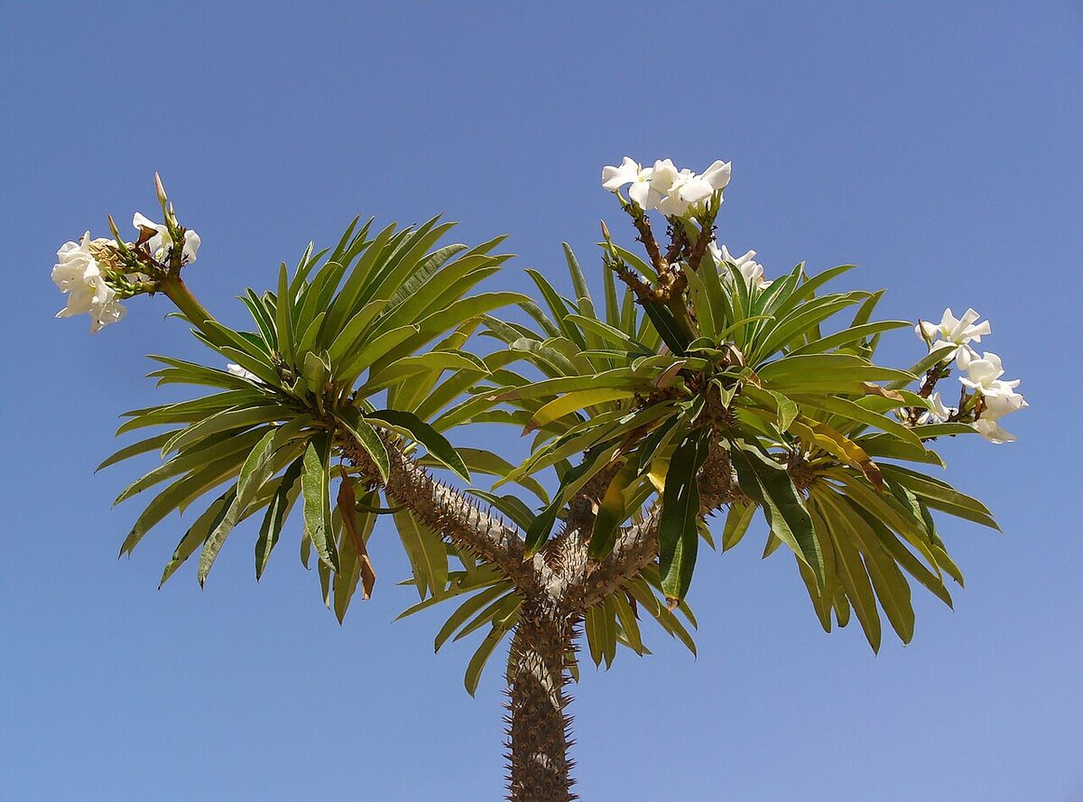 Пахиподиум (мадагаскарская пальма) (Pachypodium lamerei) — внешний вид растения