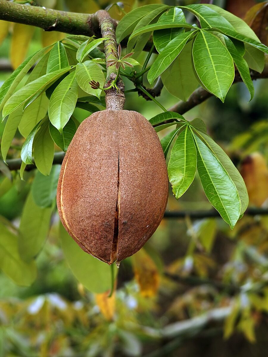 Пахира (Pachira aquatica) — внешний вид растения