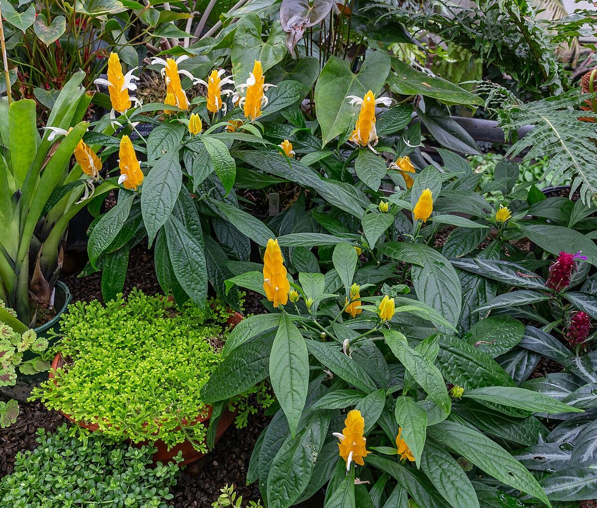 Пахистахис (Pachystachys lutea) — внешний вид растения
