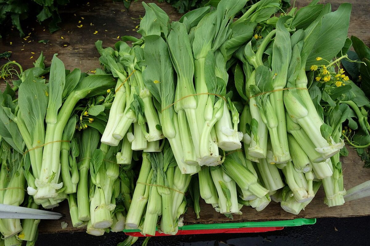 Пак-чой (Brassica rapa subsp. chinensis) — внешний вид растения