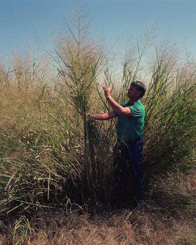 Просо прутьевидное (Panicum virgatum) — внешний вид растения