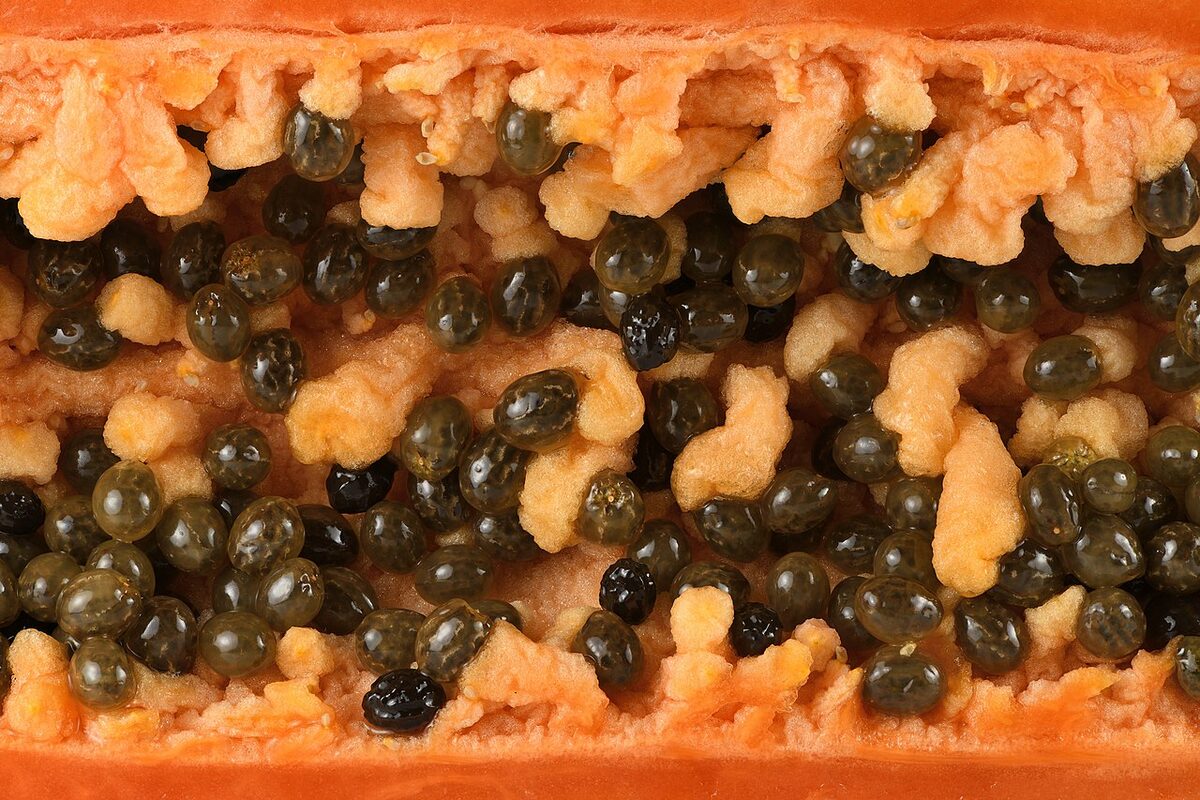 Папайя (Carica papaya) — внешний вид растения