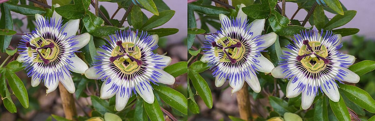 Пассифлора (Passiflora) — внешний вид растения