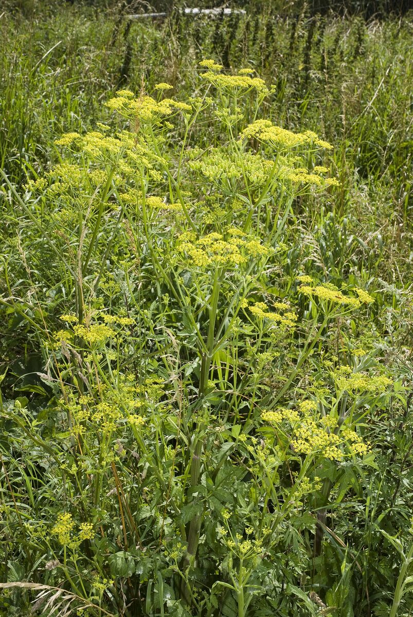 Пастернак (Pastinaca sativa) — внешний вид растения