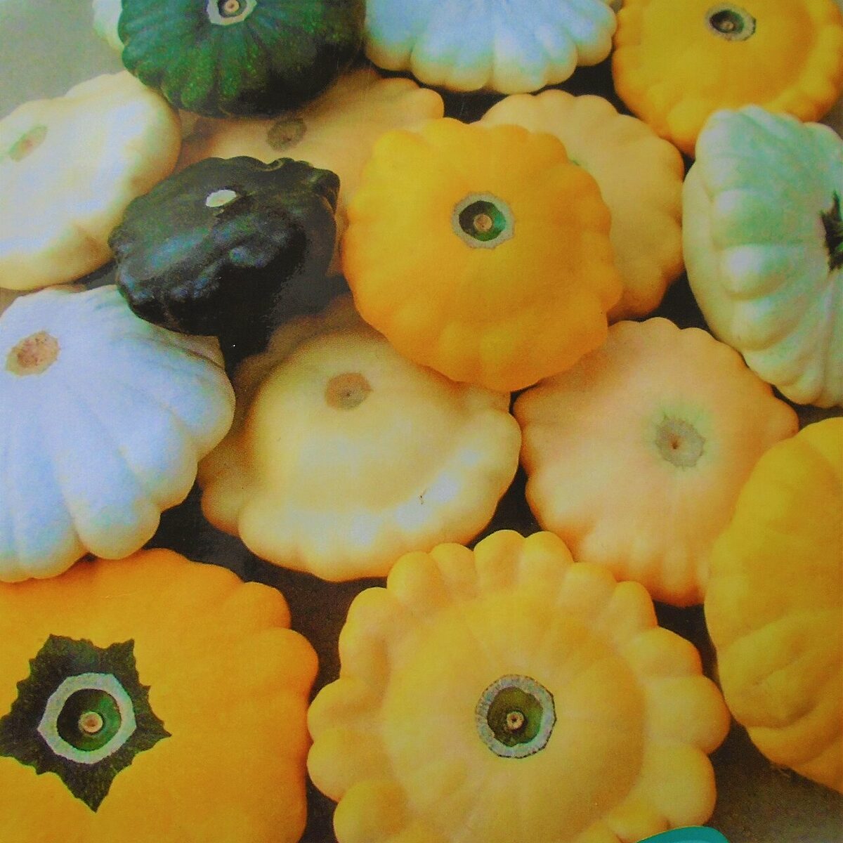 Патиссон (Cucurbita pepo var. patisson) — внешний вид растения