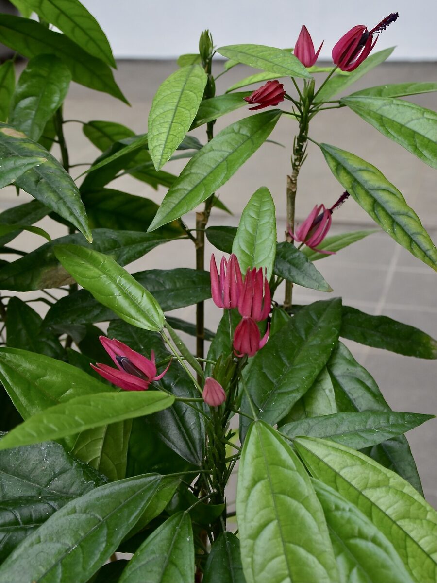 Павония (Pavonia multiflora) — внешний вид растения