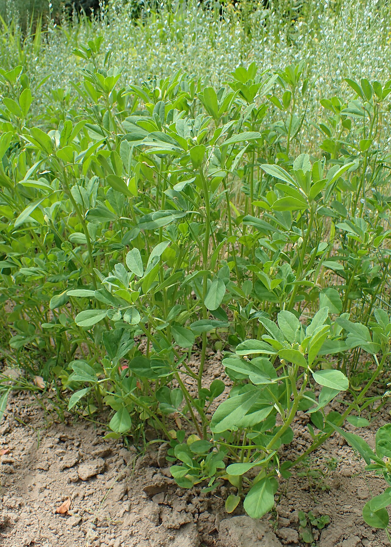 Пажитник (Trigonella foenum-graecum) — внешний вид растения