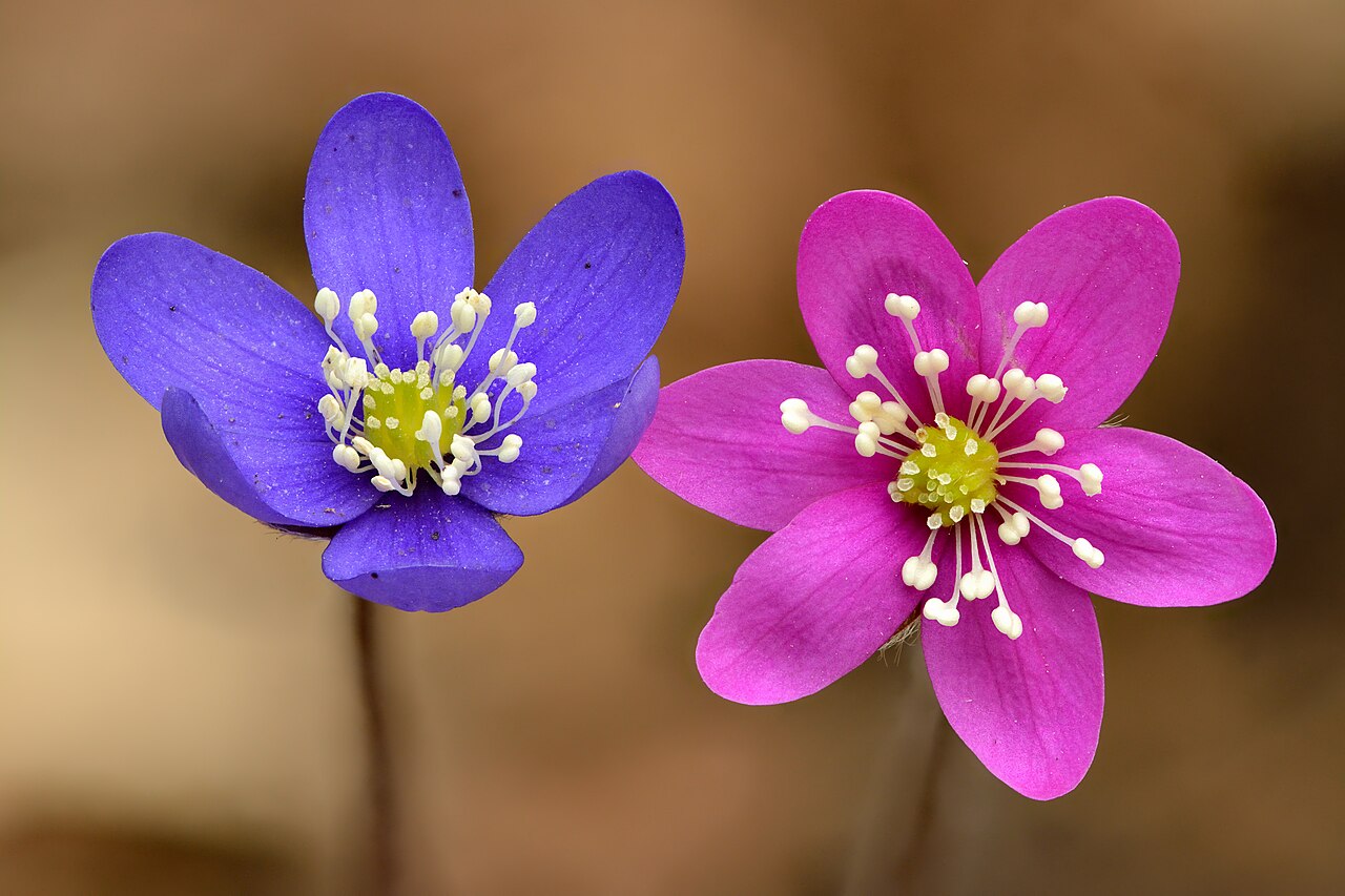 Печёночница (Hepatica nobilis) — внешний вид растения