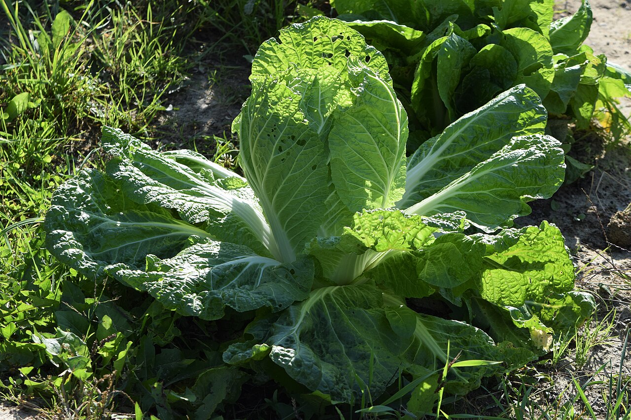 Капуста пекинская (Brassica rapa subsp. pekinensis) — внешний вид растения