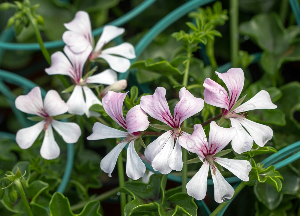 Пеларгония плющелистная (Pelargonium peltatum) — внешний вид растения